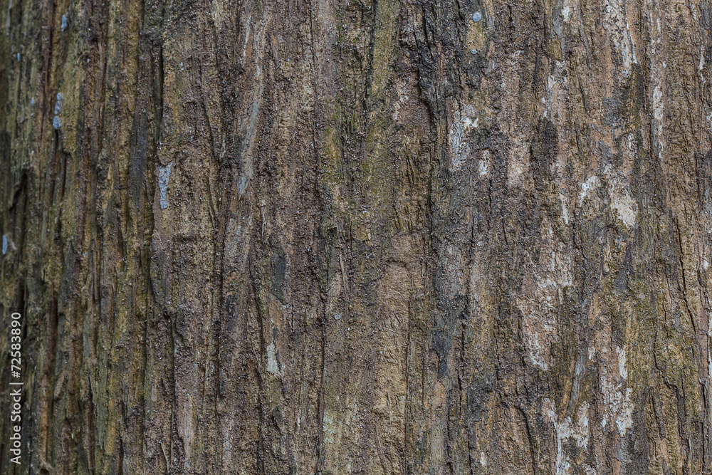 Tree bark texture wood texture/wood texture background Tree bark texture wood texture/wood texture background