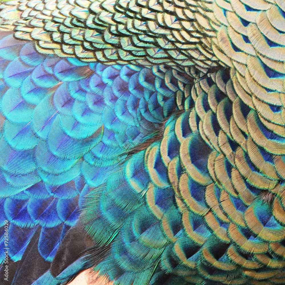 Fototapeta premium Green Peacock feathers