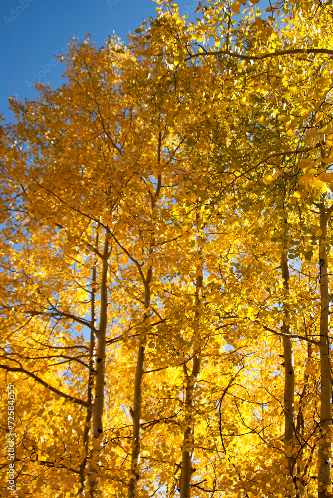 Fototapeta premium Sunlight through the aspens