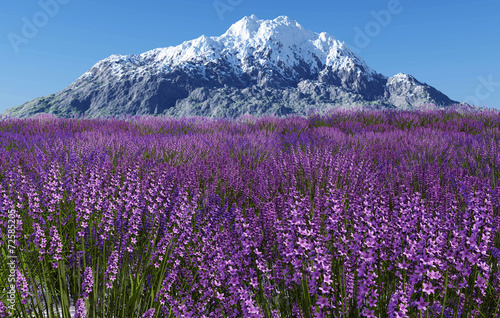 Wallpaper Mural Lavender field with blue sky and mountain cover with snow Torontodigital.ca