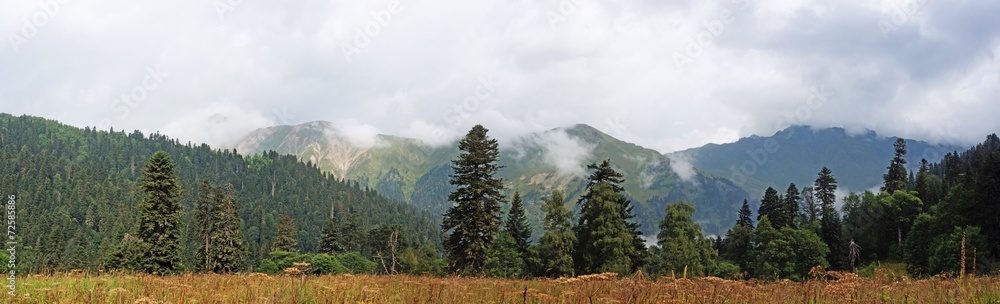 Wild mixed forest background