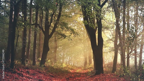 Morning light and fog in a forest during autumn