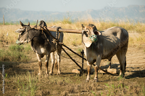 ox team in Myanmar © Pworadilok