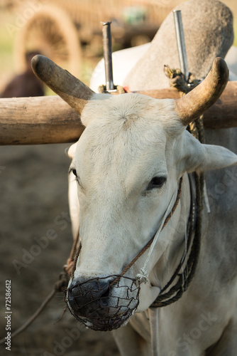 close up of face ox in myanmar