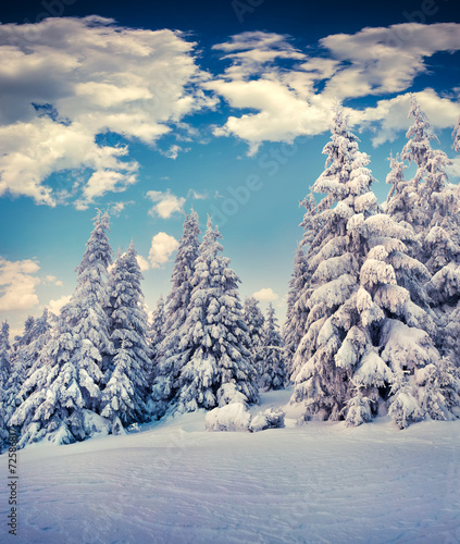 Wallpaper Mural Beautiful winter landscape in the mountain forest. Torontodigital.ca