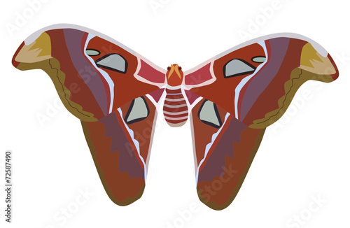 Giant Atlas Moth