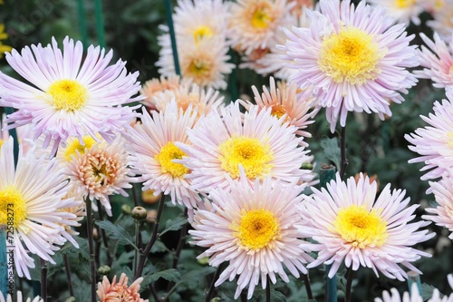 Chrysanthemum flower in the garden