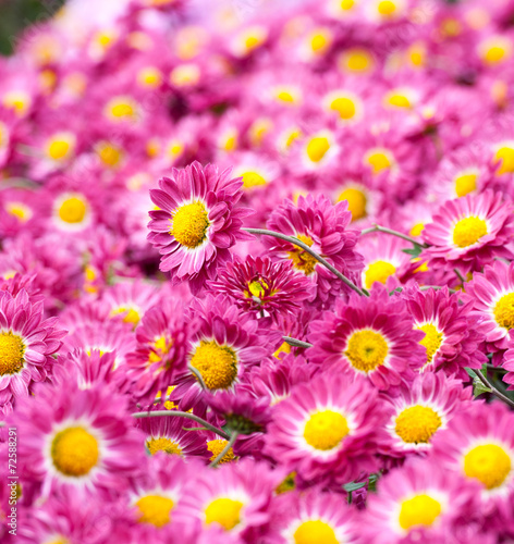 Chrysanthemum flower in the garden