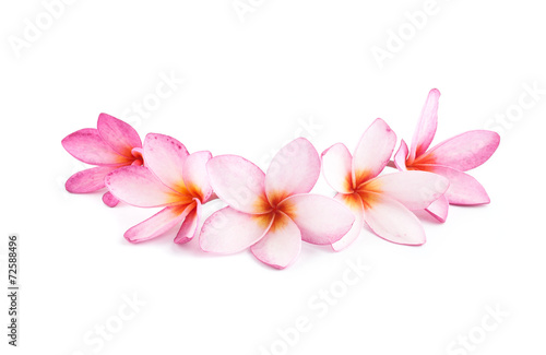 plumeria