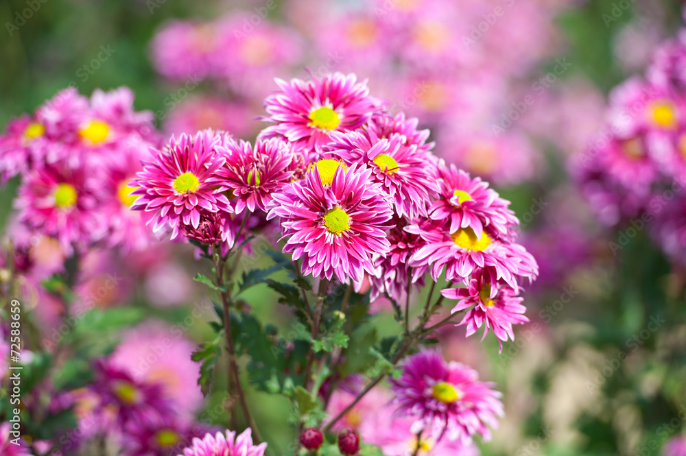 Chrysanthemum flower in the garden Chrysanthemum flower in the garden