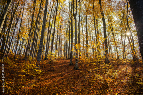 Autumn and forest © urmosilevente