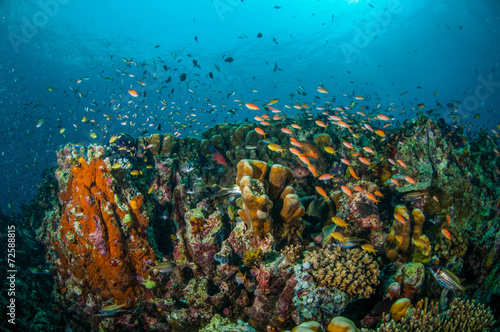 Fototapeta Naklejka Na Ścianę i Meble -  Various coral fishes, Gili Lombok Nusa Tenggara Barat underwater