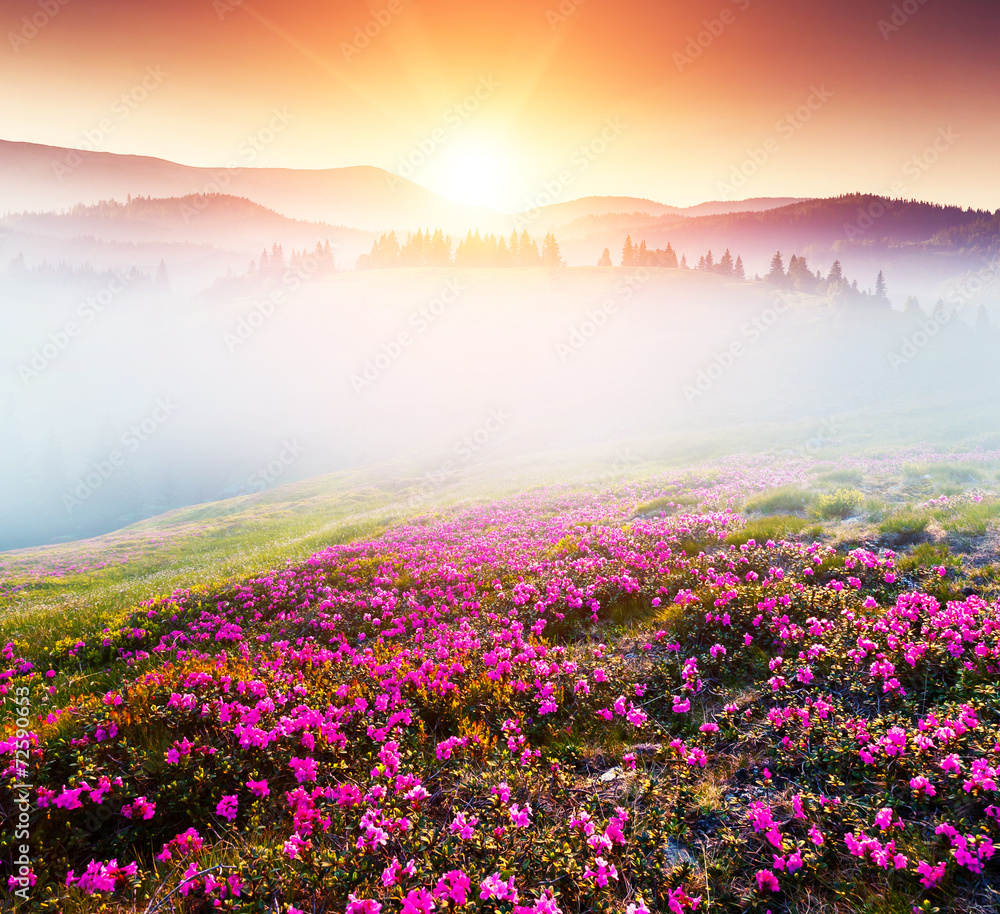 Fototapeta premium flower