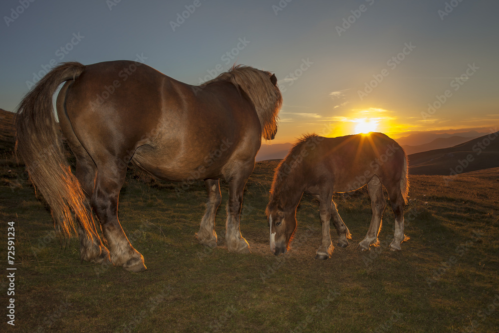 Cavalla e il suo puledro alle luci del tramonto Cavalla e il suo puledro alle luci del tramonto