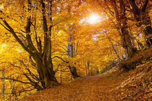 autumn leaves on tree
