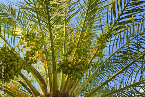 Palm tree with fruit on a background of blue sky