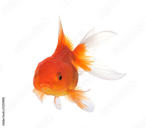Gold fish isolated on a white background. © amphaiwan