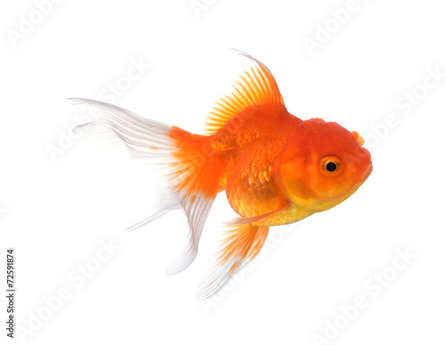 Gold fish isolated on a white background. © amphaiwan