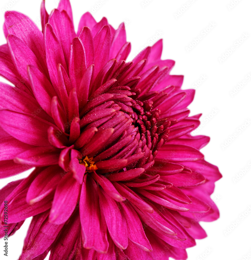 Burgundy chrysanthemum flower