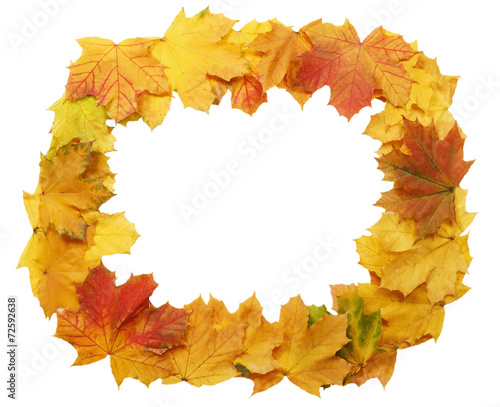 Frame of yellow maple leaves