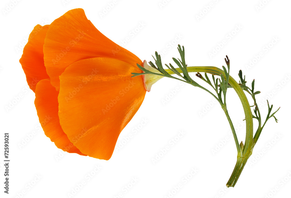 Naklejka premium Kwiat Eschscholzia californica