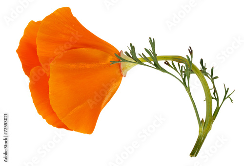 Flower Eschscholzia californica