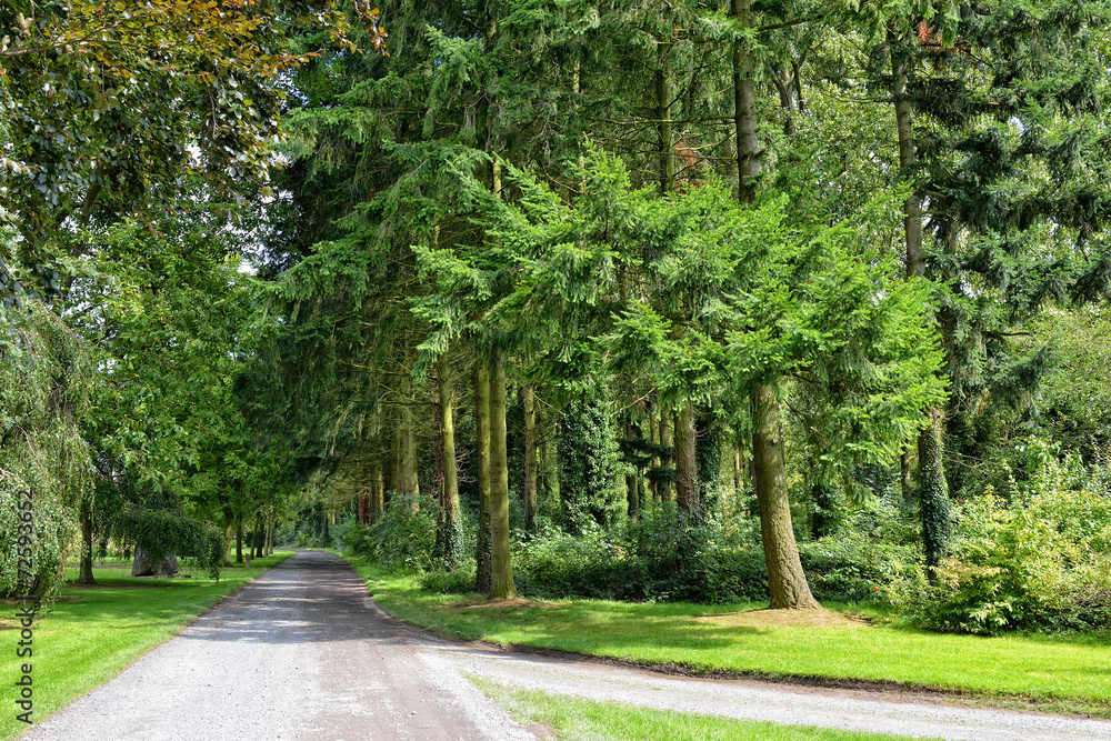 Obraz premium Forest parc roads and trees in summer day