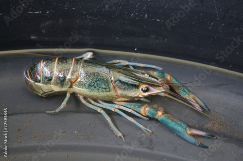 close-up macro crawfish or crayfish of lobster farm market photo