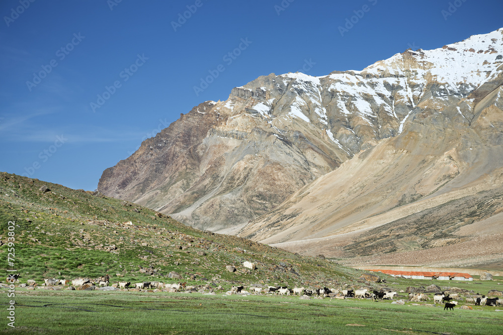 a lot of sheep and goats in mountain valley