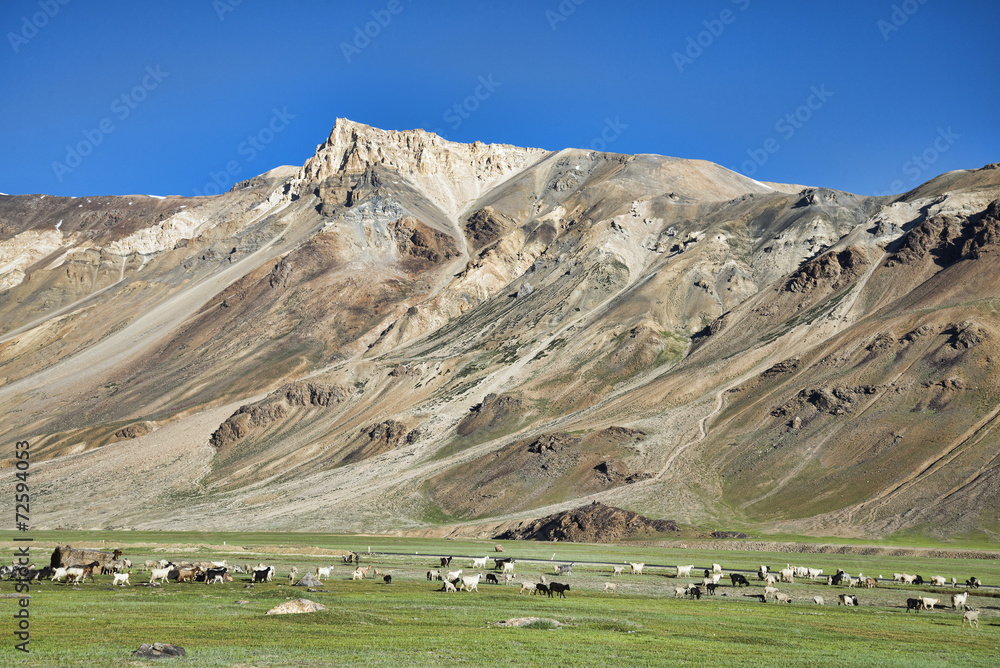 walking sheeps among mountains
