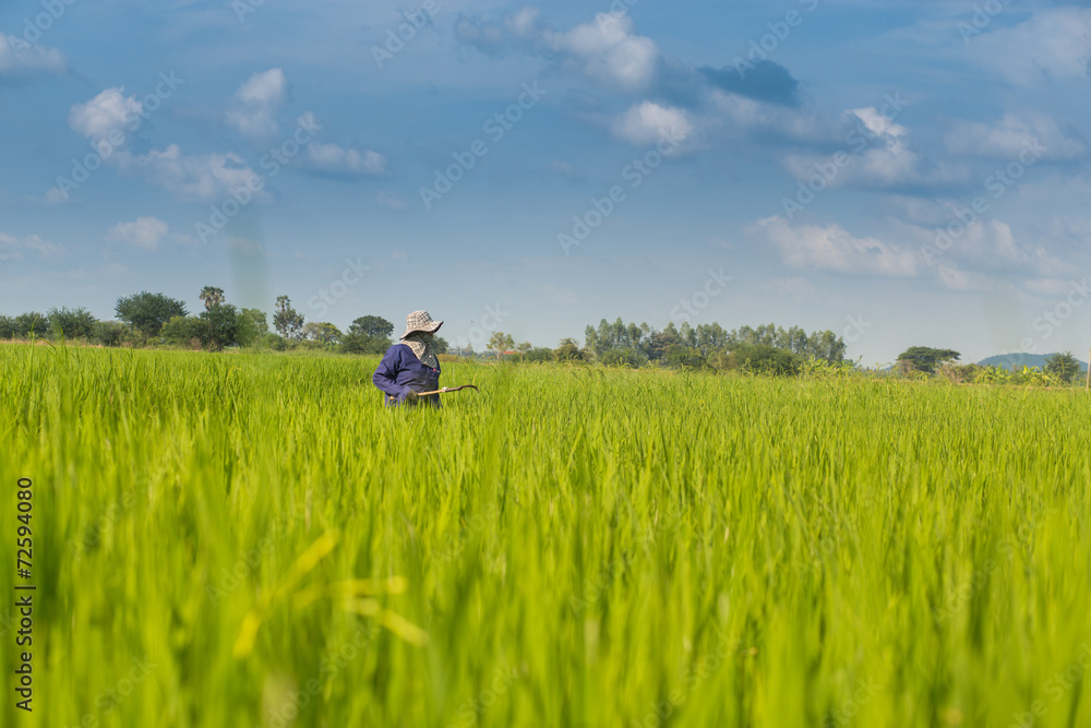 Farmer harvesting Farmer harvesting