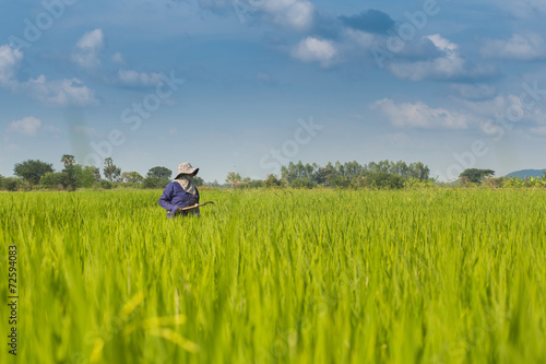 Farmer harvesting