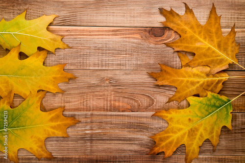 Obraz na plátně leaves