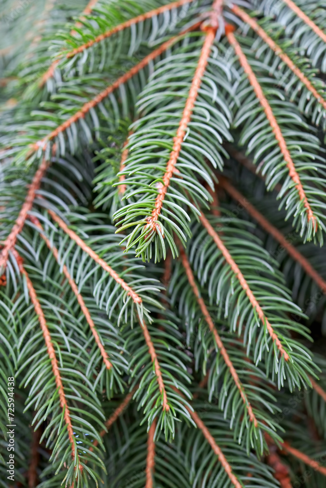 Christmas fir branches closeup photo Christmas fir branches closeup photo