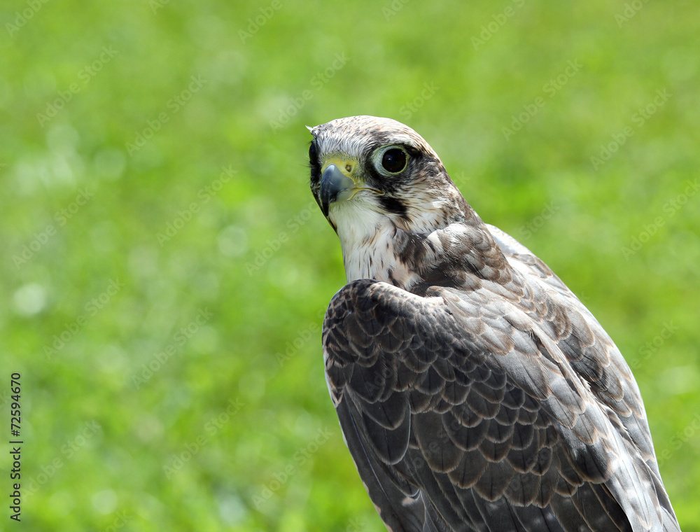 Naklejka premium Peregrine Falcon with black eyes with the green background