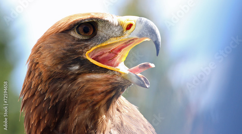 фотографія mighty Eagle with its beak wide open