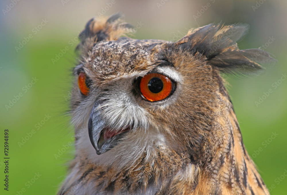 Obraz premium big owl with orange eyes