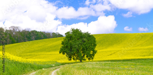 Little tree in rapefield photo