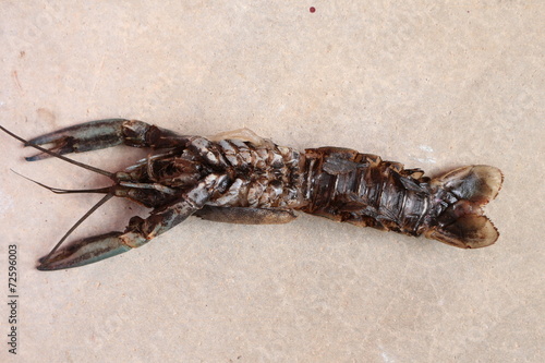 close-up macro molting crawfish or crayfish of lobster farm mark photo