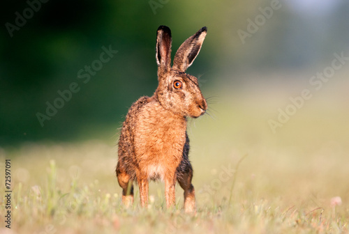 Brown hare © Matauw