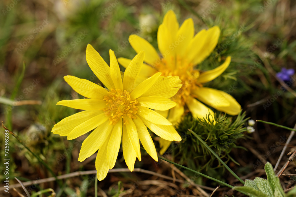Yellow flower Yellow flower