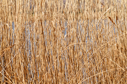 Brown reeds
