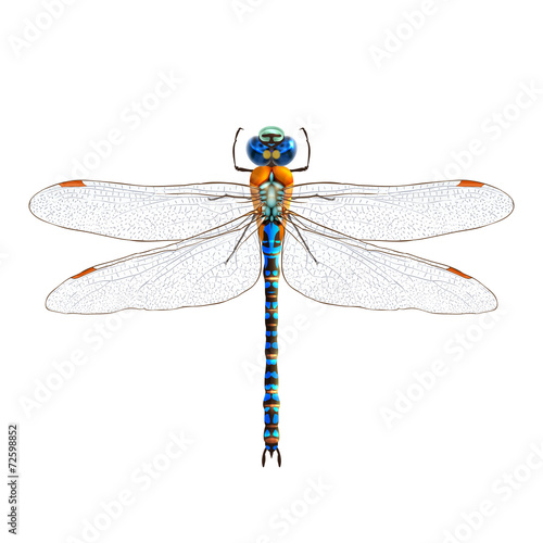 Dragonfly realistic isolated