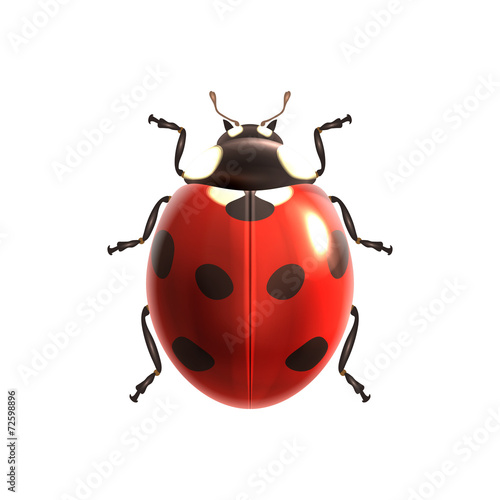 Fotobehang Ladybug realistic isolated