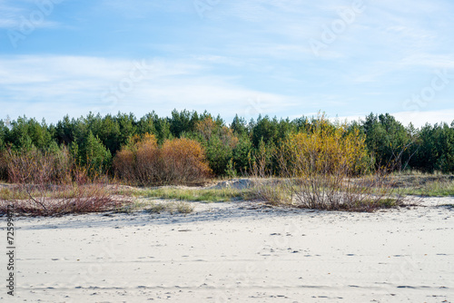 late fall colors in dunes near the sea