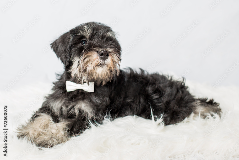 portrait puppy miniature Schnauzer black