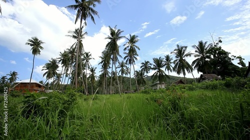 Wallpaper Mural Coconut trees and houses in jungle forest. 1920x1080. HD Torontodigital.ca