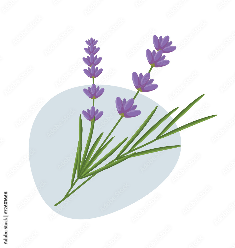 Naklejka premium Lavender flowers
