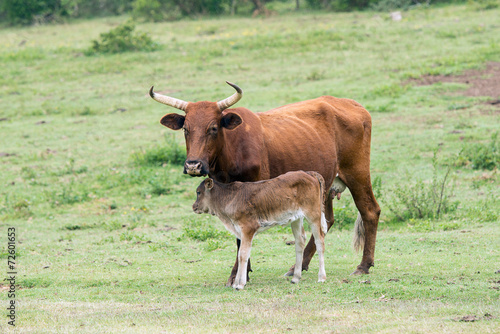 Nguni Cattle