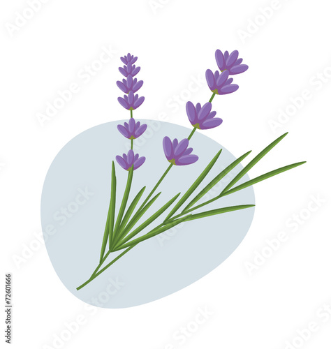 Lavender flowers
